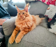 Maine Coon