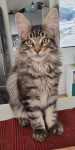 Maine coon