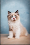 Ragdoll mačić dečko - Najljepši od najljepših - slobodan