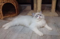 Ragdoll maca Almera+++