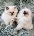 *ISTRIANPAWS RAGDOLL CATTERY* VRHUNSKI macici s WCF rodovnicom