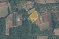 Istra, Brtonigla, okolica, 5.000m2 poljoprivrednog zemljišta pogodno z