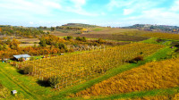 ISTRA, BUJE - Savršen vinograd na odličnoj lokaciji 10720 m2