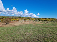 ISTRA, JURAL - Poljoprivredno zemljište s posađenim maslinama, 13300 m