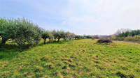 Istra, Umag - građevinsko zemljište okruženo maslinicima