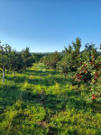 KUTJEVO - PREKRASAN VOČNJAK  SAMO U NAŠOJ PONUDI