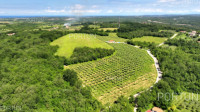 Njegovani maslinik 5.8 Ha nedaleko Buja