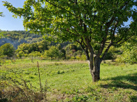 Zemlja Mikulići/Lukšić 1829m2 prijens čist 1 vl