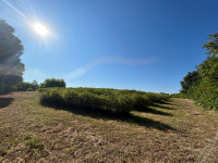 Poljoprivredno zemljište, Šarengrad, 30000 m2