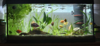 Akvarij tetra 54 l