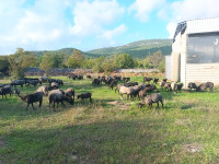 IZNAJMLJUJEM ILI PRODAJM ROMANOVSKE OVCE