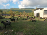 Prodajem kompletno mlado stado romanovskih ovaca 50 kom i 25 janjadi