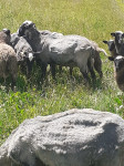 romanovske ovce