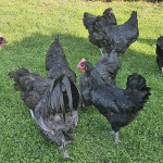 Australorp kokoši,prodaja