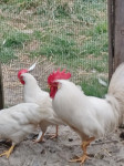 Pijetao leghorn