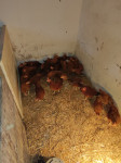 pilići kokoši hrvatice