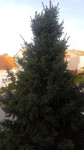 Božično drvce-bor visine cca 8 do 10 metara.