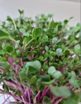 Microgreens eko mikrozelenje BIO China Rose