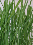 Microgreens eko mikrozelenje BIO pšenična trava, pšenica