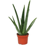 SLATKA ALOE VERA EKO