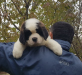 Bernardinci štenci - St.Bernard kennel OD MIKIJA