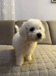 Bichon Frise (bišon) štenci