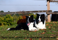 Border collie