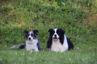 BORDER COLLIE ŠTENCI S RODOVNICOM