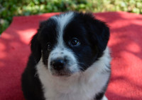 BORDER COLLIE ŠTENCI S RODOVNICOM