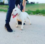 Bull terrier Štenci najava legla