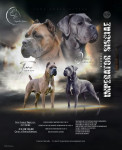 Cane Corso štenci