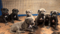 Cane Corso štenci