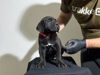 Cane Corso Stenci