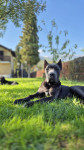 Cane Corso štene sa rodovnikom