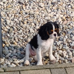 Cavalier King Charles Španijel štenci