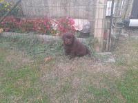 Čokoladni štenci labrador retrievera