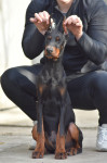 Doberman Štenci