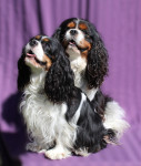 Kylie's Angels - uzgajivačnica Cavalier King Charles Spaniel štenaca