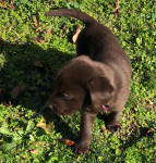 Labrador retriver