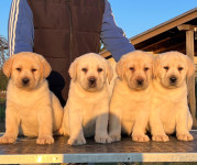 Labrador retriver, žuti crni i čokoladni štenci