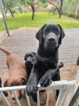 Crni junior labrador retrievera