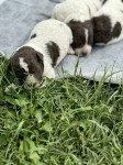 Lagotto Romagnolo štenci sa rodovnikom *HKS*