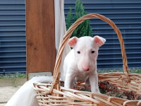 bull terrier stenci  Dostava hks rodovnica