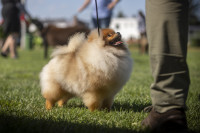 Njemački špic patuljasti/Pomeranian