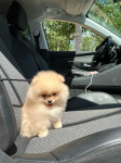 Pomeranac Boo