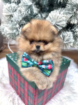 Pomeranac Boo