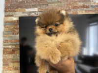 Pomeranaci vrhunsko leglo njemački patuljasti spic pomeranian, Boo