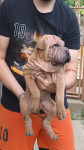 Shar Pei ( Šar Pej )