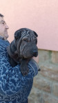 Shar Pei ( Šar Pej )