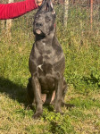 Cane Corso stenci stari 5 mjeseci